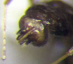 Plagiolepis pallescens