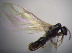 Plagiolepis pallescens