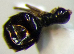 Plagiolepis pallescens