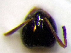 Plagiolepis pallescens