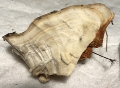 Rigidoporus ulmarius