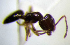 Plagiolepis pallescens