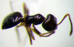 Plagiolepis pallescens