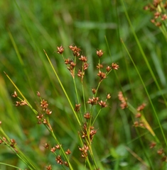 Cladium mariscoides