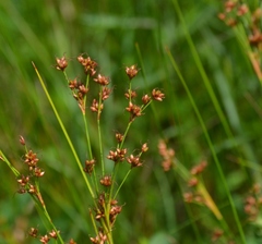 Cladium mariscoides