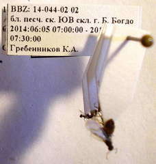 Plagiolepis pallescens