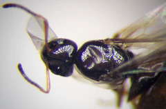 Plagiolepis pallescens