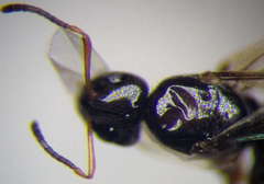 Plagiolepis pallescens