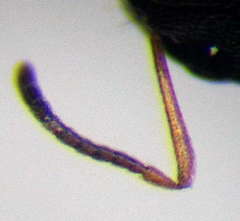 Plagiolepis pallescens