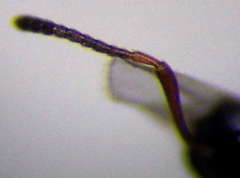 Plagiolepis pallescens