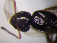 Plagiolepis pallescens