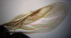 Plagiolepis pallescens