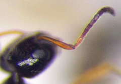 Plagiolepis pallescens