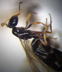 Plagiolepis pallescens