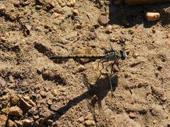 Ceratogomphus triceraticus