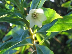 Lysimachia glutinosa