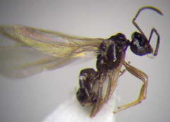 Plagiolepis pallescens