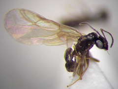 Plagiolepis pallescens