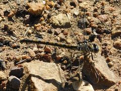 Ceratogomphus triceraticus