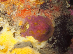 Doris pseudoargus