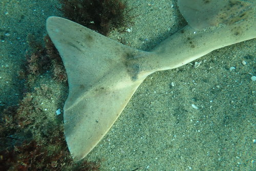 Pacifische zee-engel (Squatina californica) — Squatinidae — 3