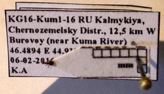 Plagiolepis pallescens