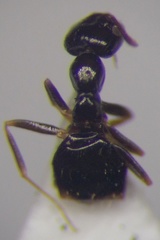 Plagiolepis pallescens