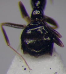Plagiolepis pallescens