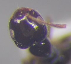 Plagiolepis pallescens