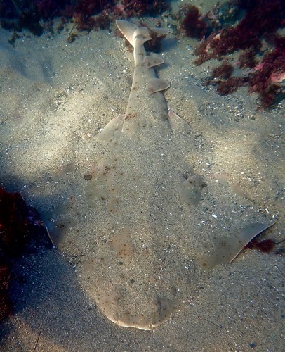 Angelshark (Squatina squatina) — Squatinidae — 3