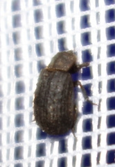 Trox scaber