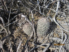 Coryphantha pseudoechinus