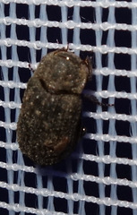 Trox scaber