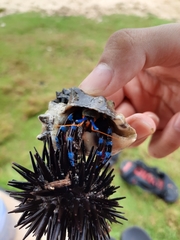 Calcinus elegans