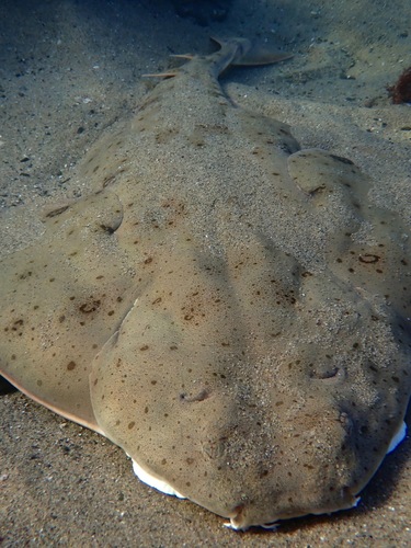 Foto de Tiburón ángel del Pacífico (Squatina californica)