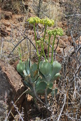 Cotyledon cuneata