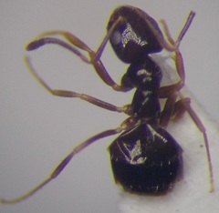 Plagiolepis pallescens