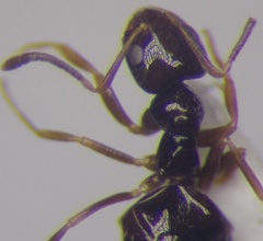 Plagiolepis pallescens
