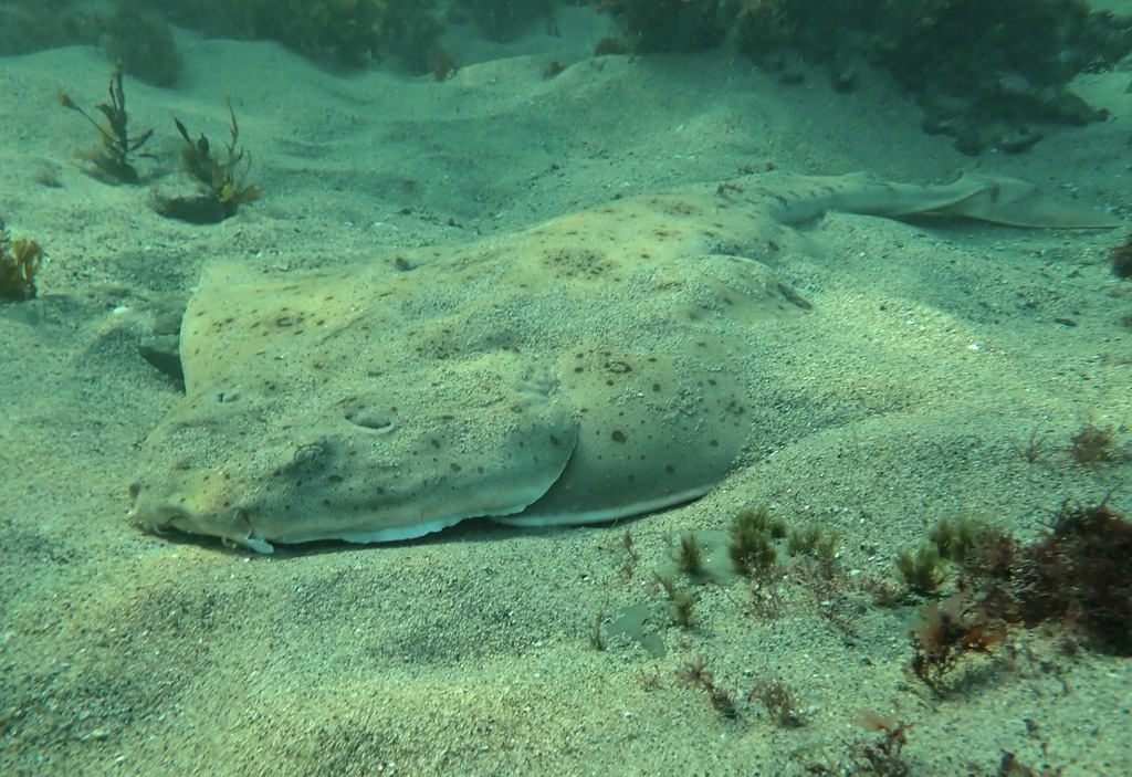 Pacifische zee-engel (Squatina californica) — Squatinidae