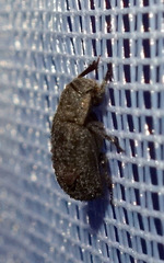 Trox scaber
