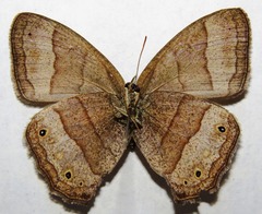 Yphthimoides renata