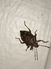 Podisus serieventris