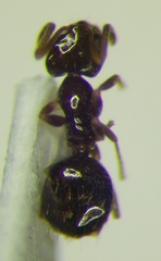 Plagiolepis pallescens