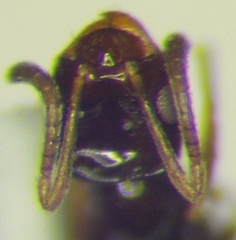 Plagiolepis pallescens
