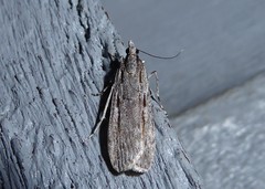 Scoparia indistinctalis