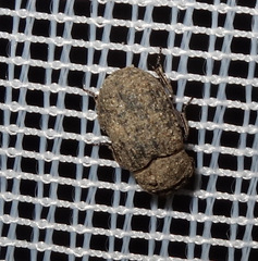 Trox scaber