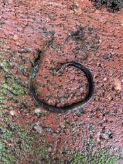 Lumbricus terrestris