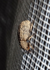 Trox scaber