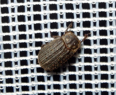 Trox scaber