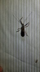 Rocconota annulicornis